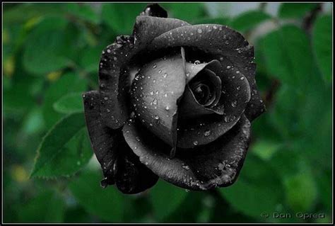 black rose | Rose seeds, Black rose seeds, Black rose