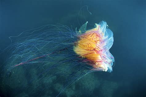 Do Lion's Mane Jellyfish Sting? - American Oceans