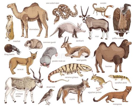 Hand Drawn Collection of Desert Animals Stock Vector - Illustration of ...