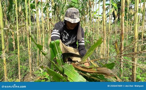 Banjarnegara, September 2022. a Young Men Farmer is on the Corn Garden Java Indonesia Editorial ...