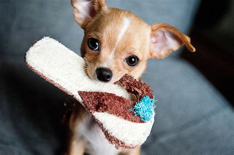 Free picture: puppy, cute, dog, animal, funny, chihuahua, footwear, indoor