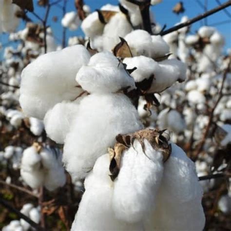 Buy Cotton Plant Seeds- Rarexoticseeds