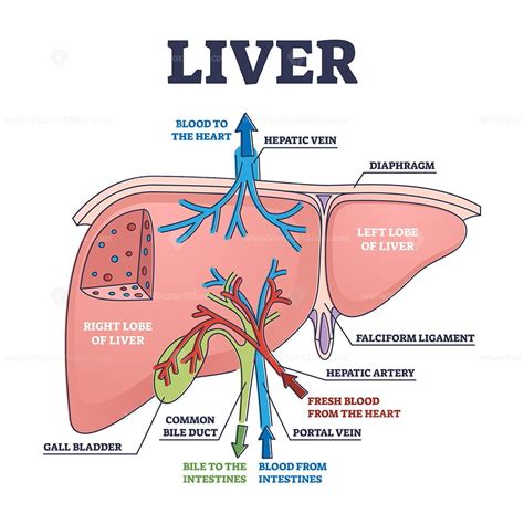 Liver structure and anatomical organ function explanation outline ...