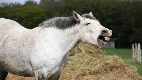 Horse Neighing Sound Effect - YouTube