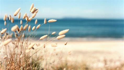 Beach Grass Wallpapers - Top Free Beach Grass Backgrounds - WallpaperAccess