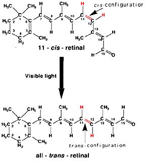 Structure of protein rhodopsin (retinal molecule is situated in the ...