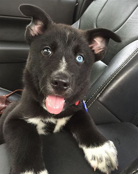 These 15+ Dogs On Their First Day Of Adoption Will Make You Want To ...