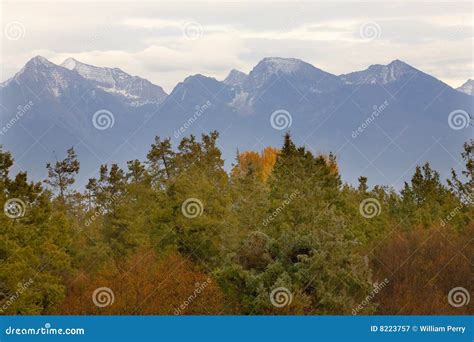 Mountains Fall Colors Montana Stock Image - Image of tree, bison: 8223757