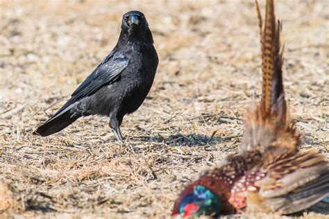 Crow feeding March 2017 (a) | Geoff Snowball | Flickr