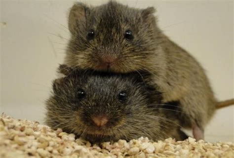 Adorable prairie voles comfort each other in times of stress ...