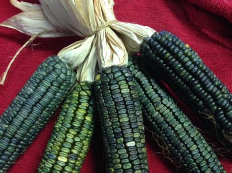 Corn (Grain Types) - Resilient Seeds