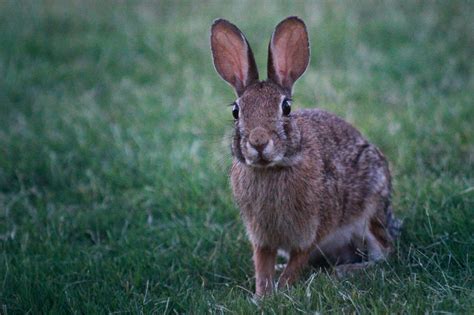 Free stock photo of big ears, bunny, cottontail