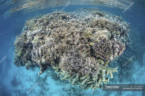 Colorful coral reef growing in shallow water — growth, Indo Pacific ...