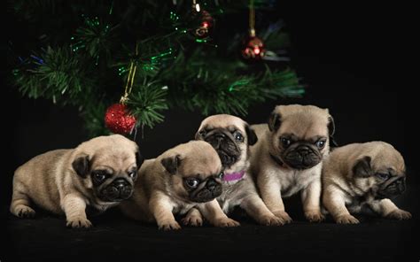 Christmas Pug Wallpapers - Top Free Christmas Pug Backgrounds - WallpaperAccess