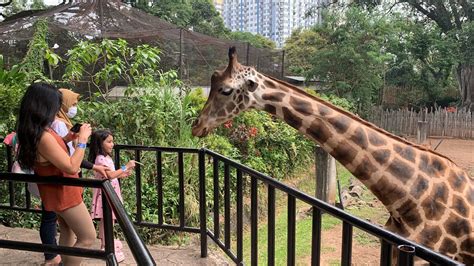 Petting Zoo Segera Hadir di Kebun Binatang Bandung - Teropong Media