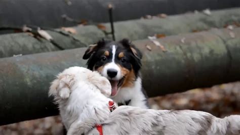 australian shepherd puppy- training - YouTube