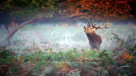 Wildlife Autumn Wallpapers - Wallpaper Cave