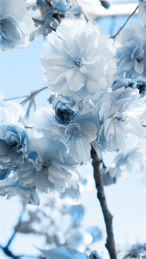 Samsung Flower Wallpapers Group (35+)