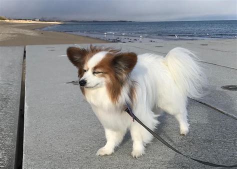 Papillon Breed Information Guide: Facts And Pictures | BARK