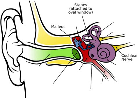 Download Image Of The Inner Ear Showing The Malleus, Stapes, - Inner ...