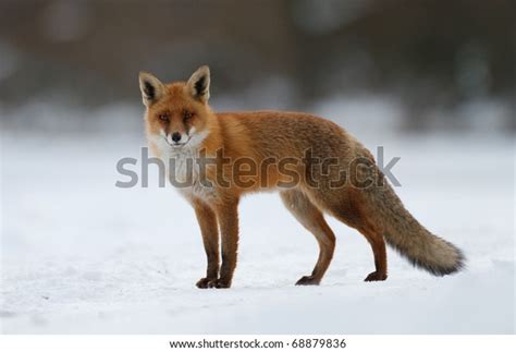 Red Fox Snow Stock Photo (Edit Now) 68879836