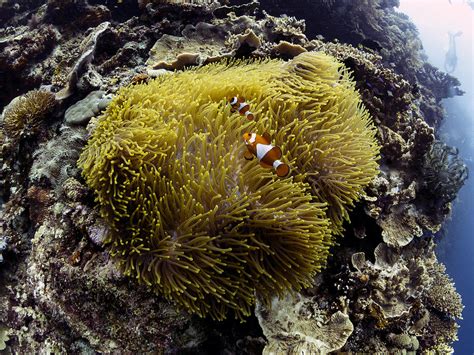 Anemone And Anemone Fish Photograph by Ilan Ben Tov - Fine Art America