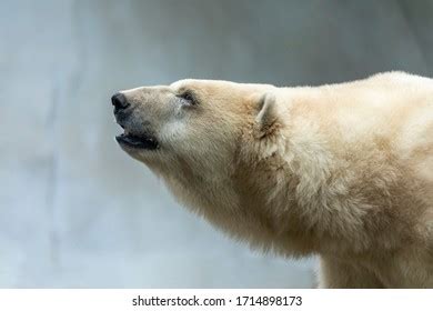 Polar Bears Side View Photos, Images & Pictures | Shutterstock