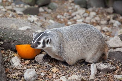 PHOTOS: Winnipeg zoo animals get new toy as part of Thanksgiving ...