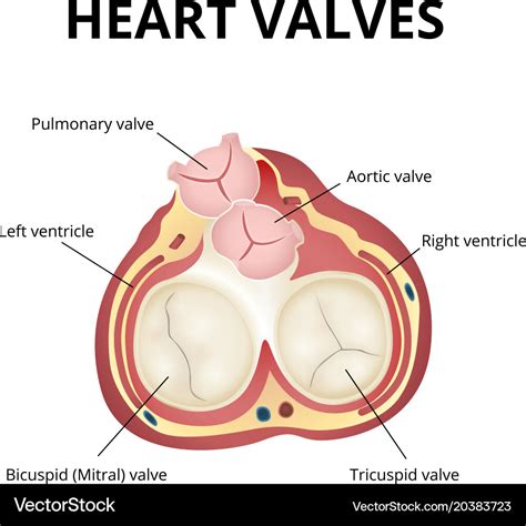 Heart valves anatomy Royalty Free Vector Image