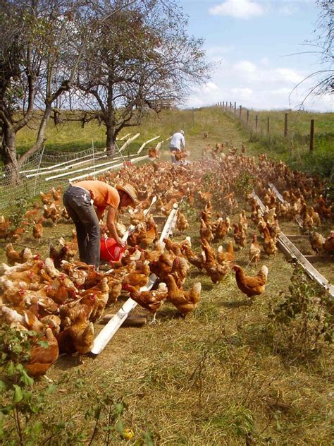 What is 'Free-Range Chicken'? - Smith Meadows