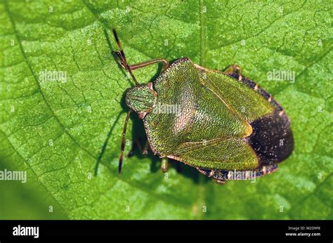 Green Shield Bug Stock Photo - Alamy