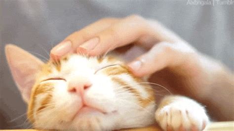 Soft Cat GIF - Find & Share on GIPHY