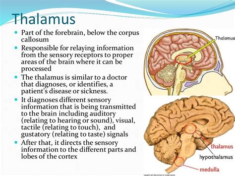 Medulla, Reticular Formation, Thalamus, and Hippocampus | Brain anatomy ...