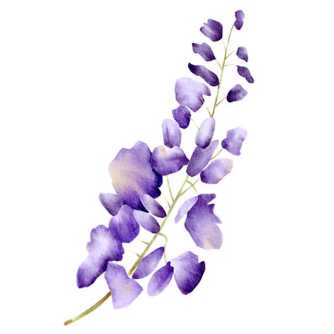 Watercolor Purple Orchids