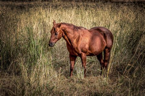 All About The Chestnut Horse