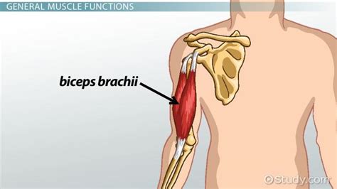 Insertion In Anatomy