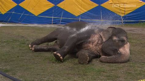 Circus responds to animal abuse protests - YouTube