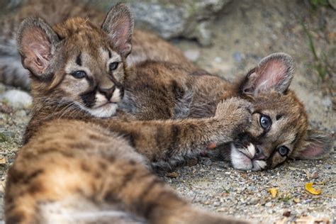 The cubs playing | Another shot of the puma cubs playing tog… | Tambako ...