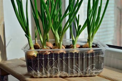 Growing Onions From Seed — Homesteading Family