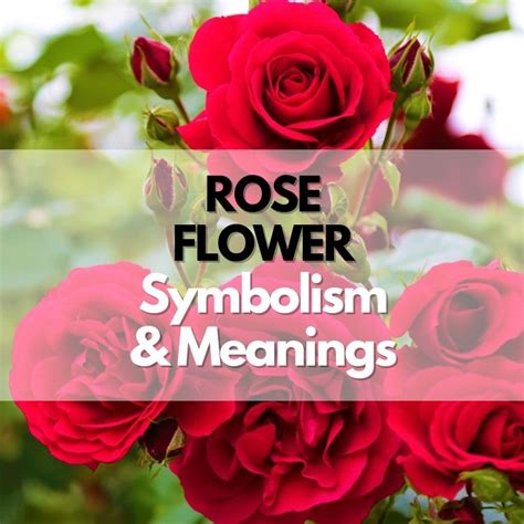 Rose Flower: Symbolism, Meanings, and History - Symbol Genie