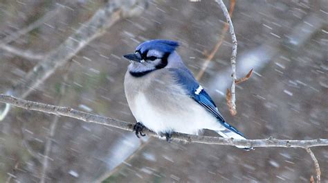 What do small birds do in a storm? | All About Birds