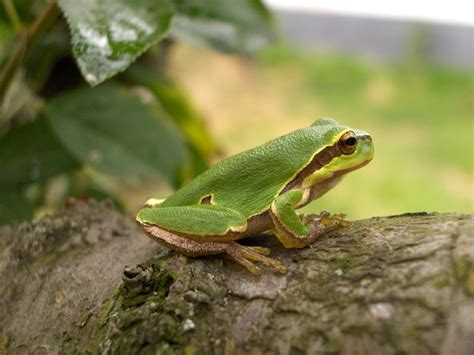 European Tree Frog Facts and Pictures