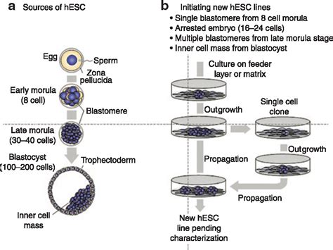 Human Embryonic Stem Cells and Gene Therapy: Molecular Therapy