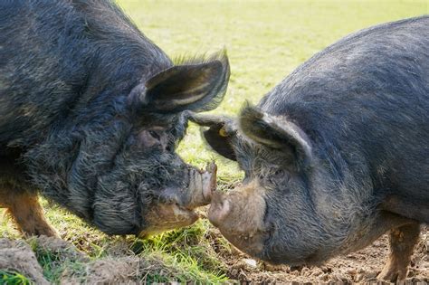 Berkshire Pigs ~ Heritage Meat Pigs for the Homestead - Rural Living Today