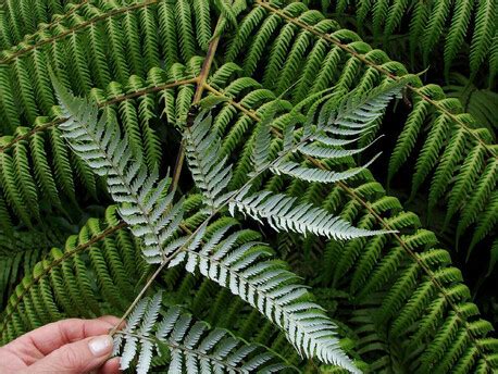 Point Bush Ecosanctuary | | NZ Native Ferns