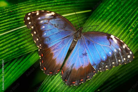 Blue butterfly. Blue Morpho, Morpho peleides, big butterfly sitting on ...