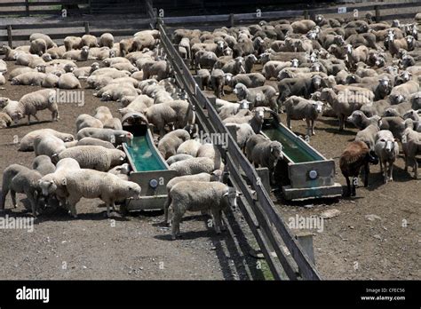 Australia new south wales sheep farm hi-res stock photography and ...