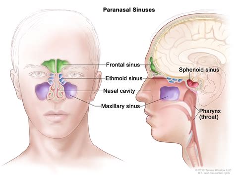 Understanding Head and Neck Cancer | Knight Cancer Institute | OHSU