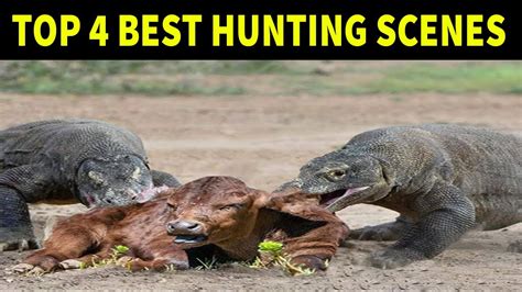 TOP 4 BEST HUNTING SCENES OF KOMODO DRAGON - Reptiles In Africa - YouTube