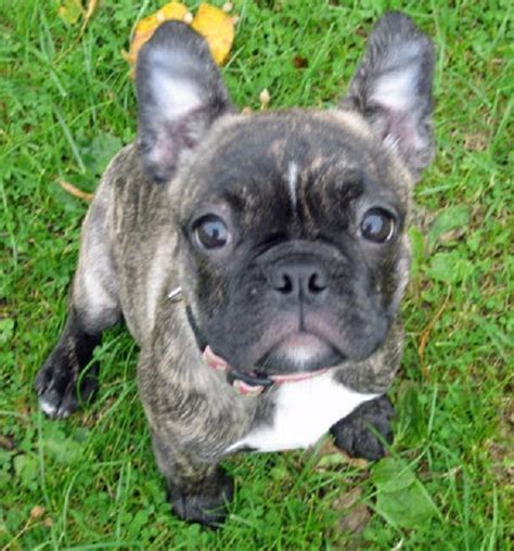 French Bulldog Chihuahua Mix Puppies - Pets Lovers